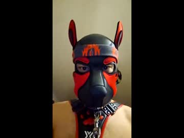 pupbrunoireland naked men live cam show